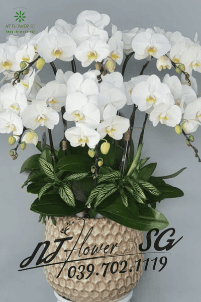 Chậu Lan Hồ Điệp Trang Trí Bàn Sang Trọng